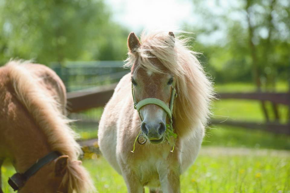 Pony auf der Weide