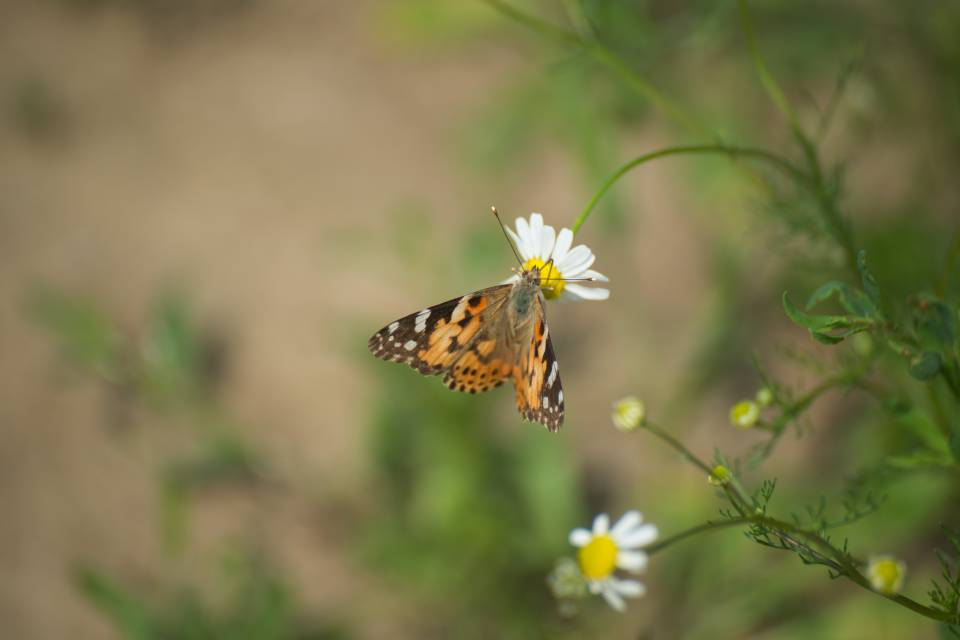 Detailaufnahme Schmetterling auf einer Blume