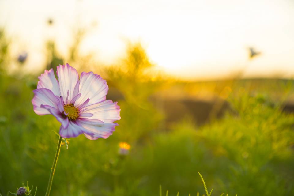 Blume im Feld