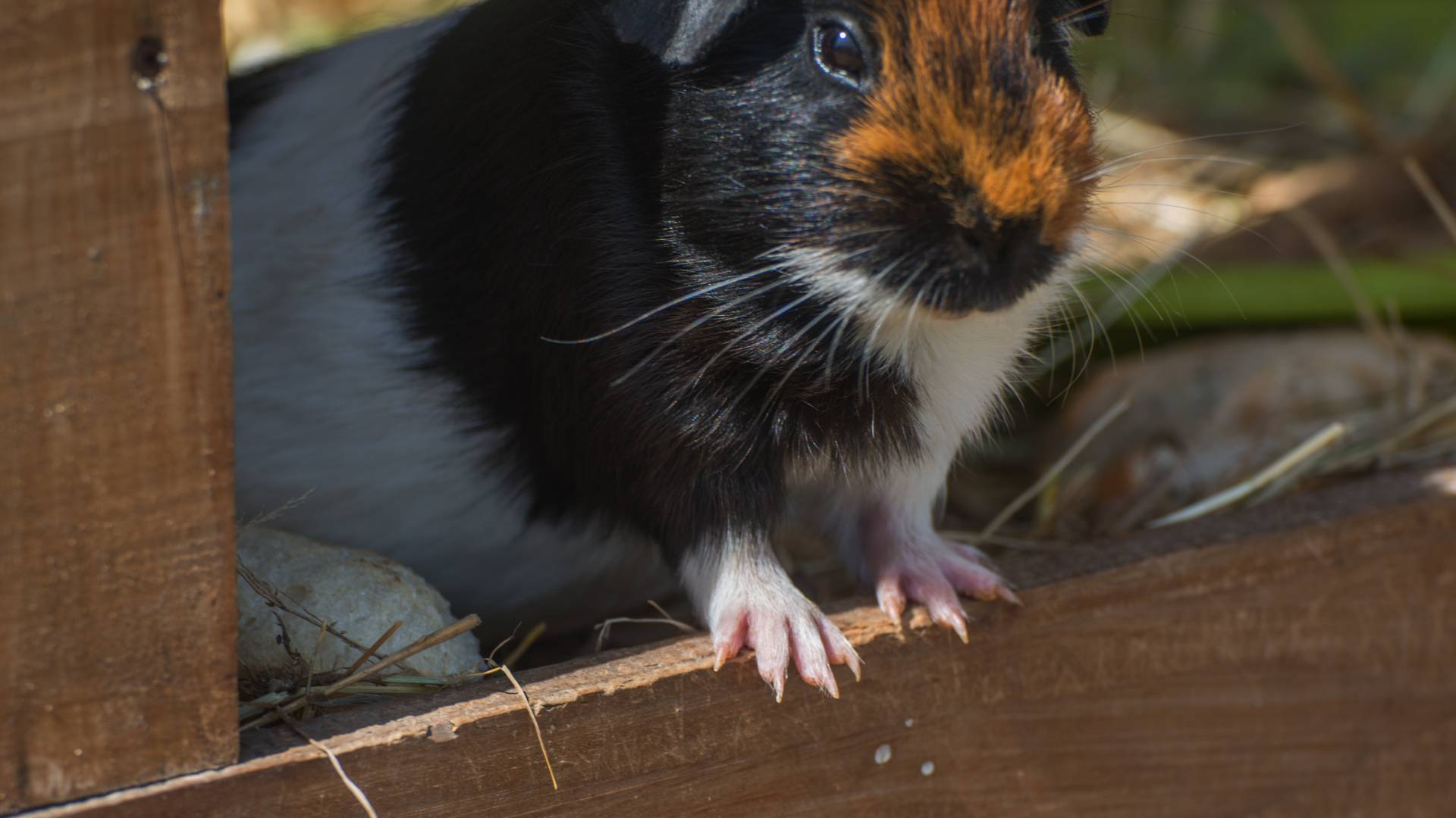 Schwarzes Meerschweinchen im Stall auf dem Golchener Hof