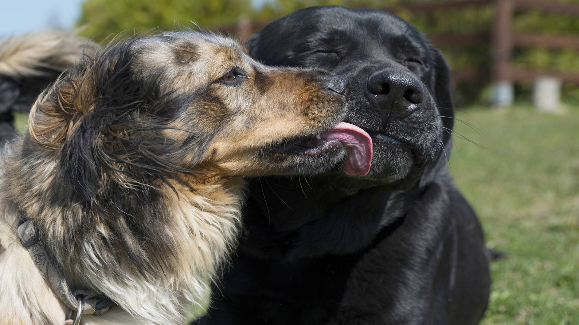 Hofhunde Bibi und Bruno