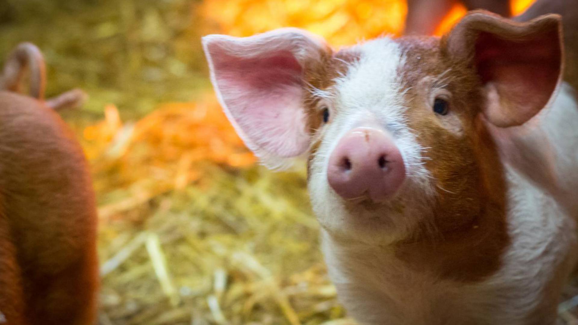 Husumer Protestschweine im Stall auf dem Golchener Hof
