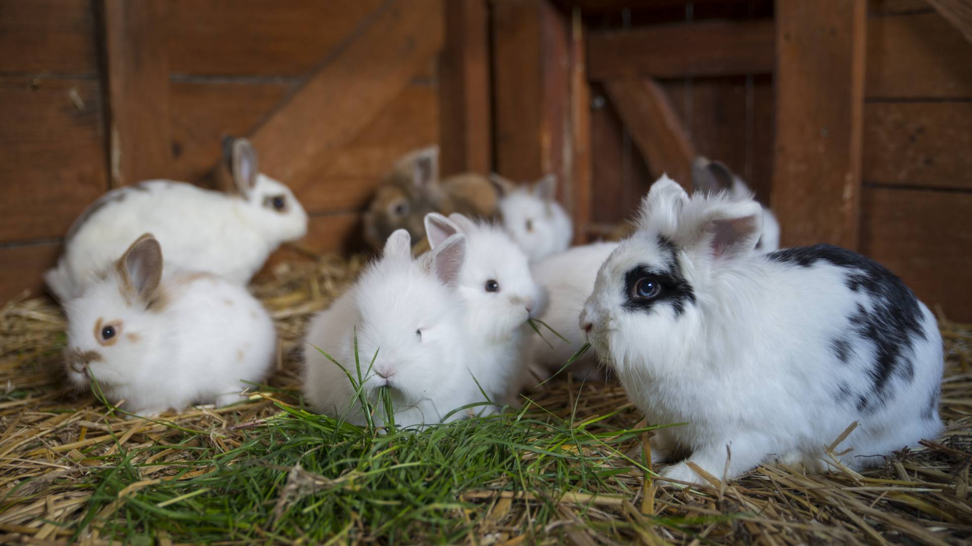 Babykaninchen im Stall mit Heu