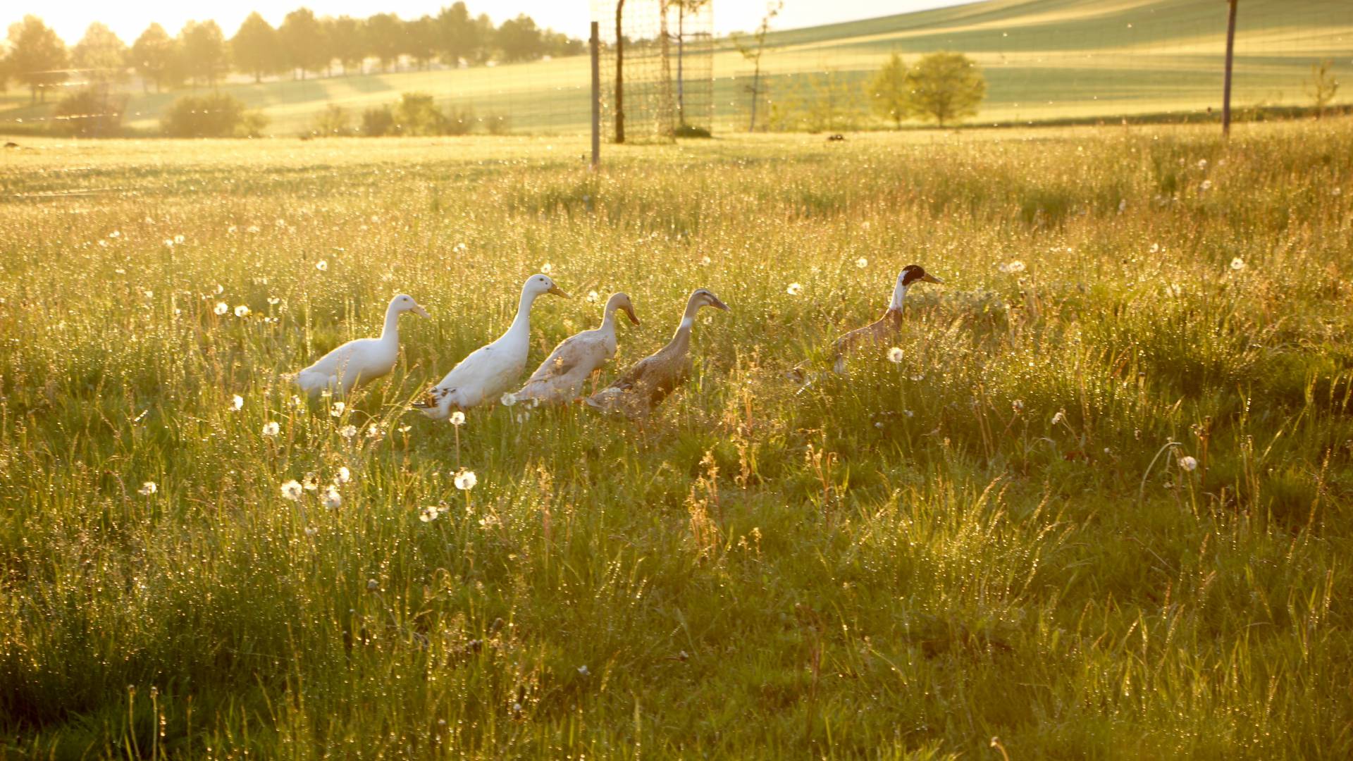 Enten laufen auf der Wiese im Sonnenuntergang