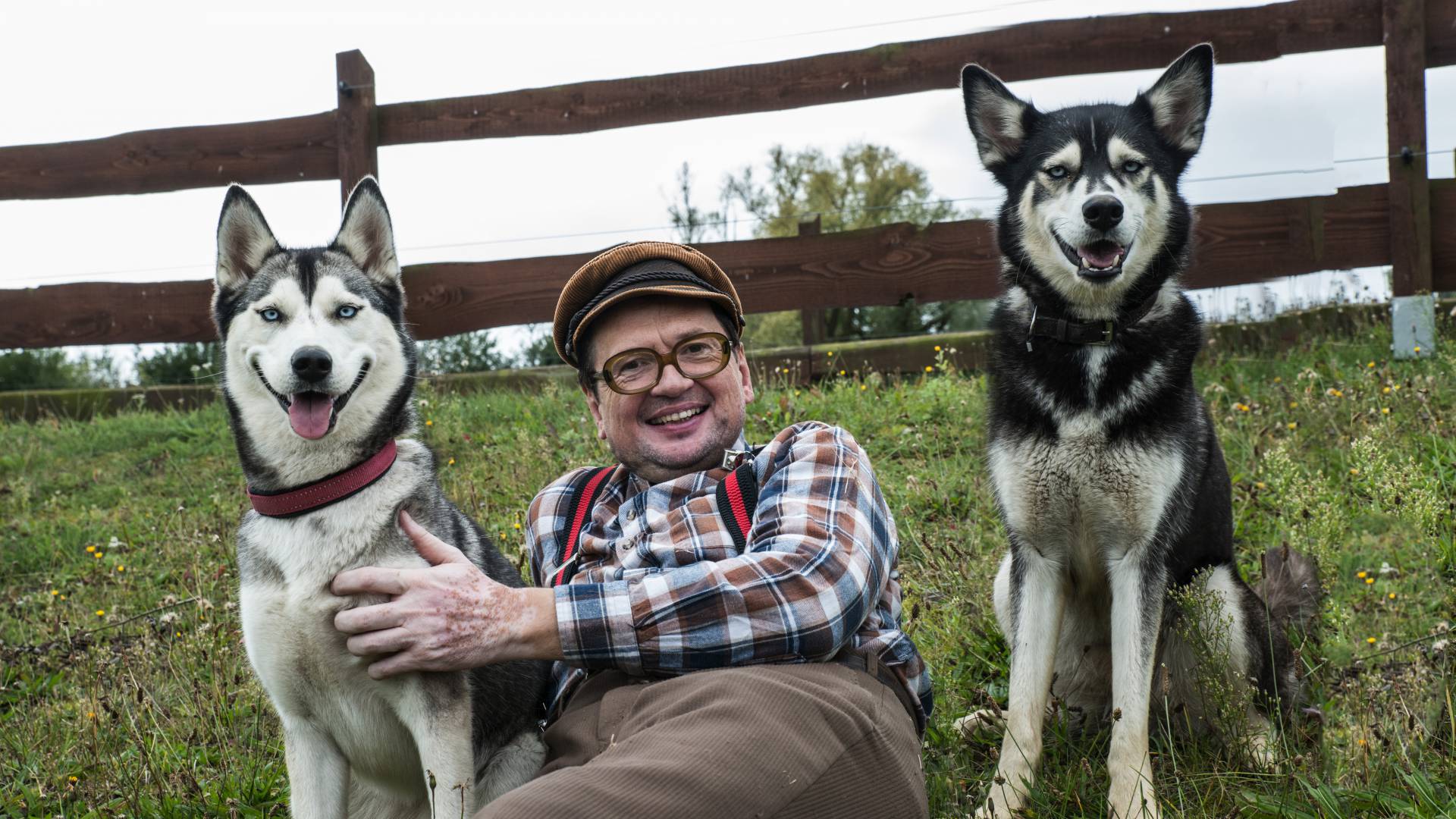 Bauer Korl liegt auf der Wiese mit Huskys