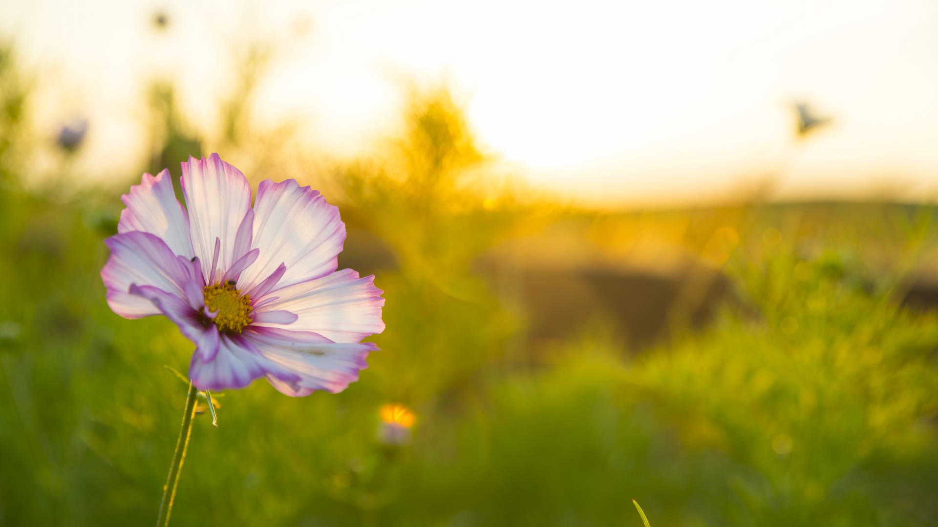 Blume im Feld