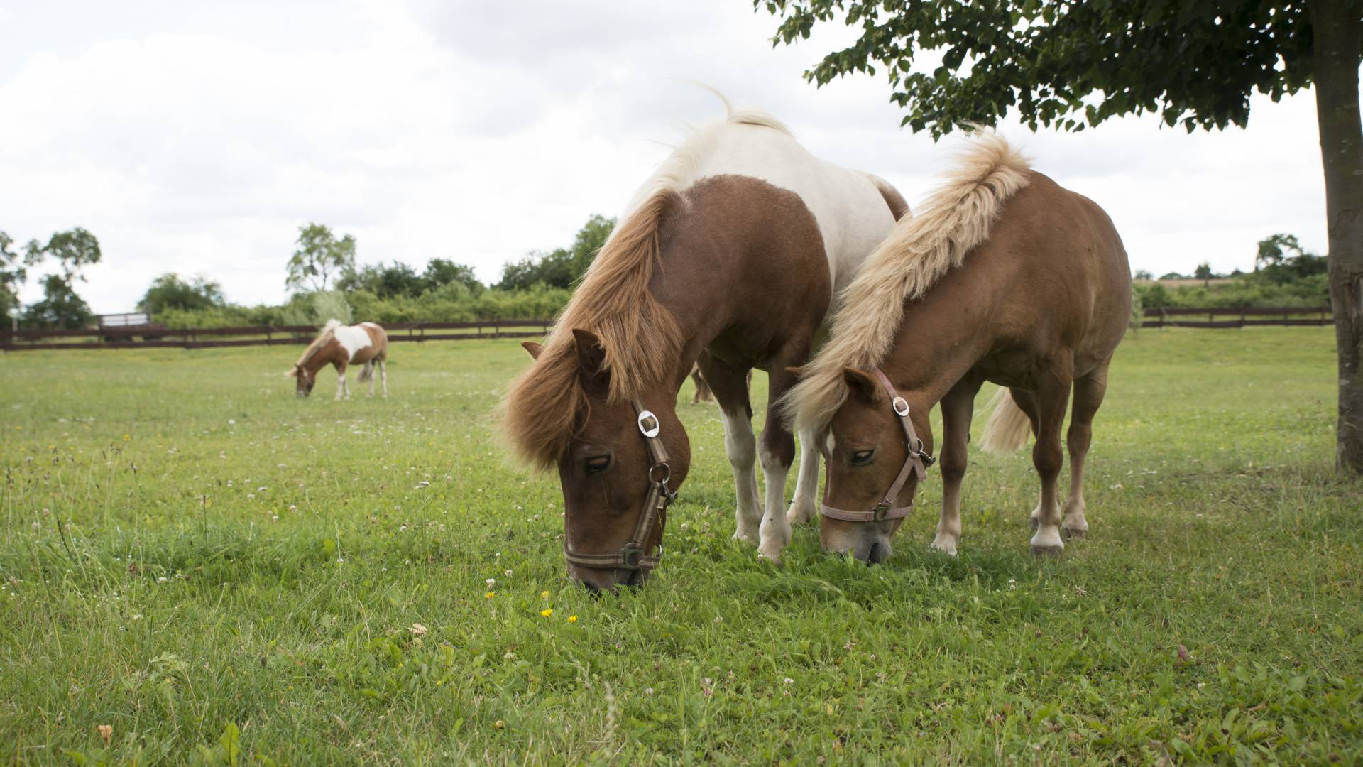 Pferde stehen auf Wiese und fressen Gras