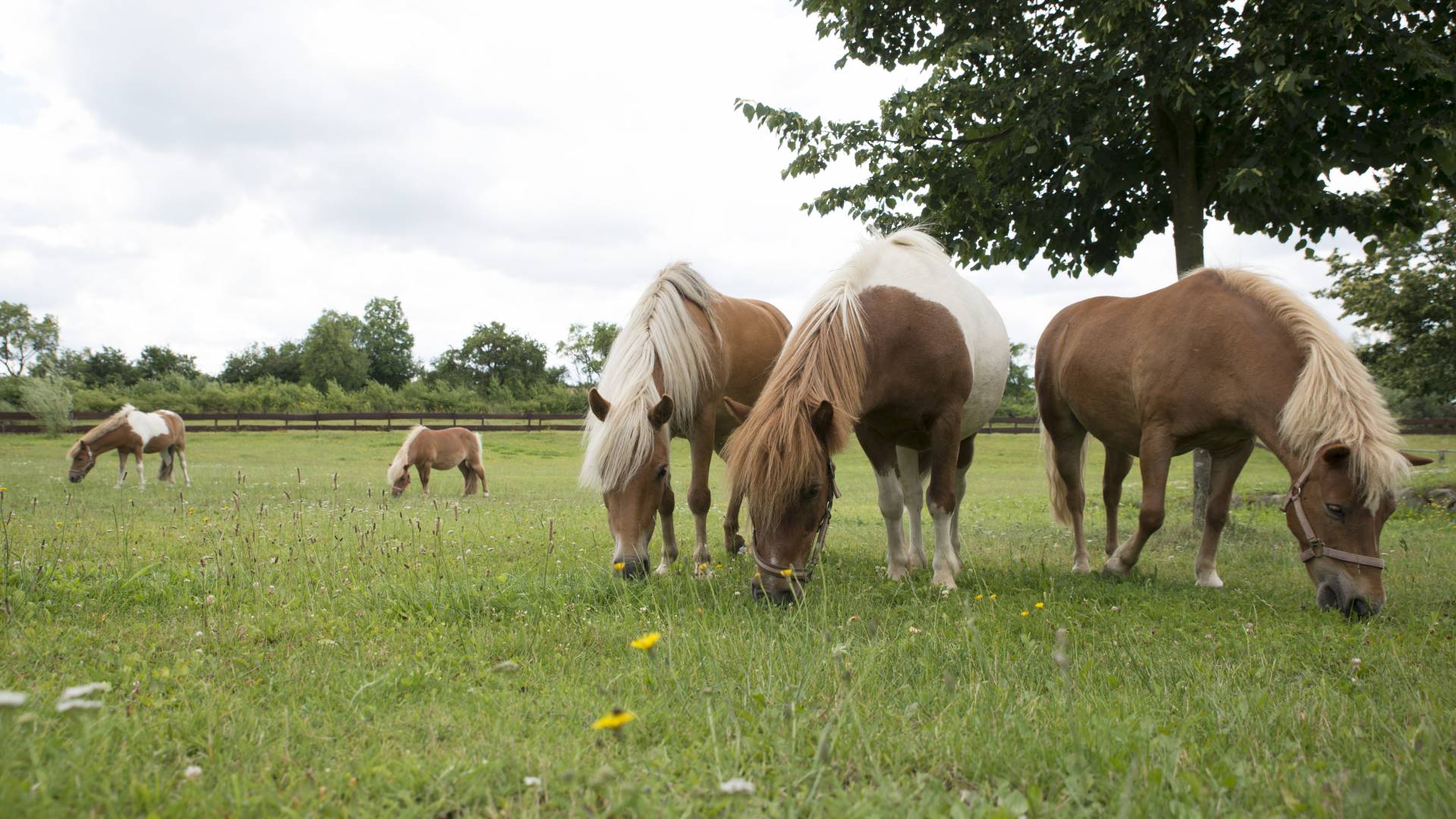 Pferde stehen auf Wiese und fressen Gras